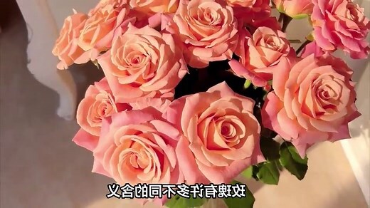玫瑰 花